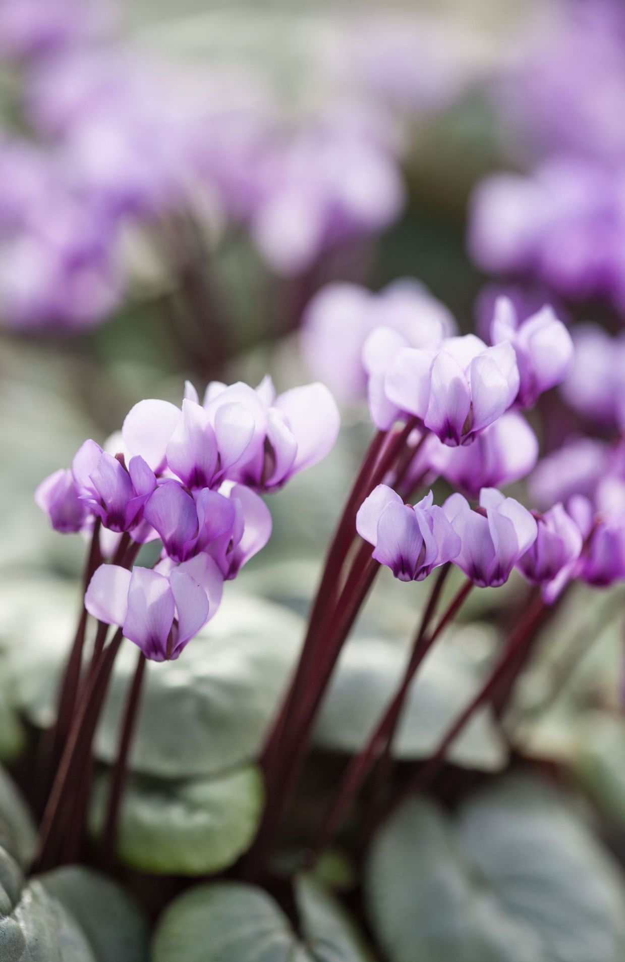 Plantez des Cyclamen coum entre juillet et septembre pour les voir fleurir, au jardin ou en pot, de décembre à avril.