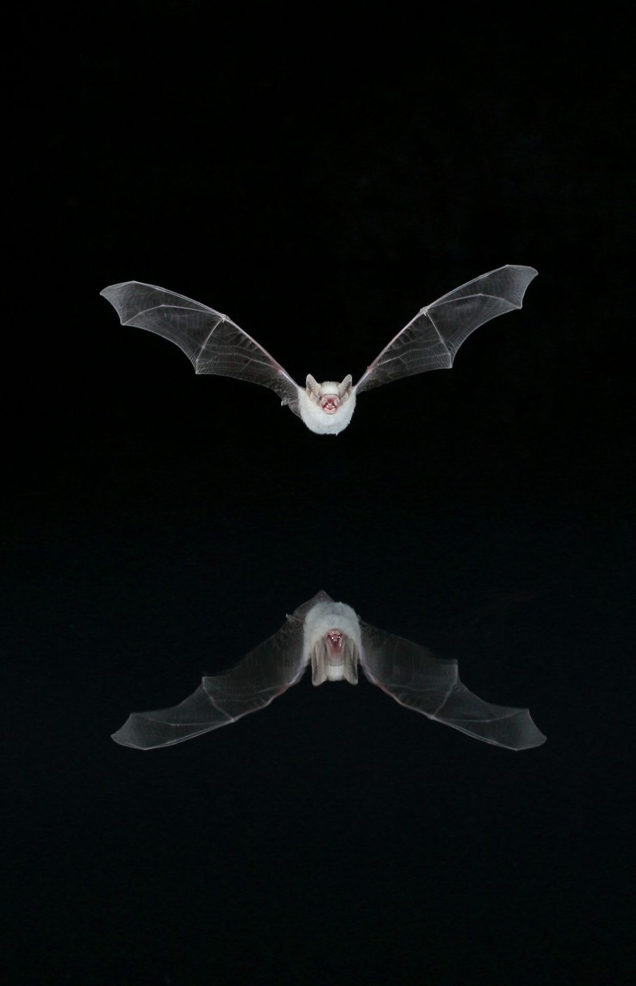 Flying bat reflecting in water at night