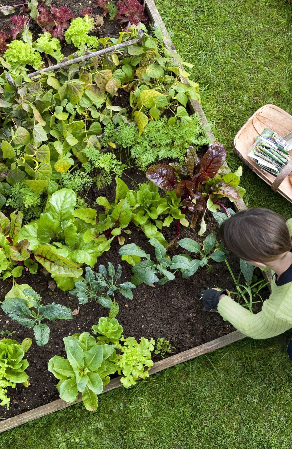 Pois Fourrager (AB) – La boutique de Jardinons Sol vivants