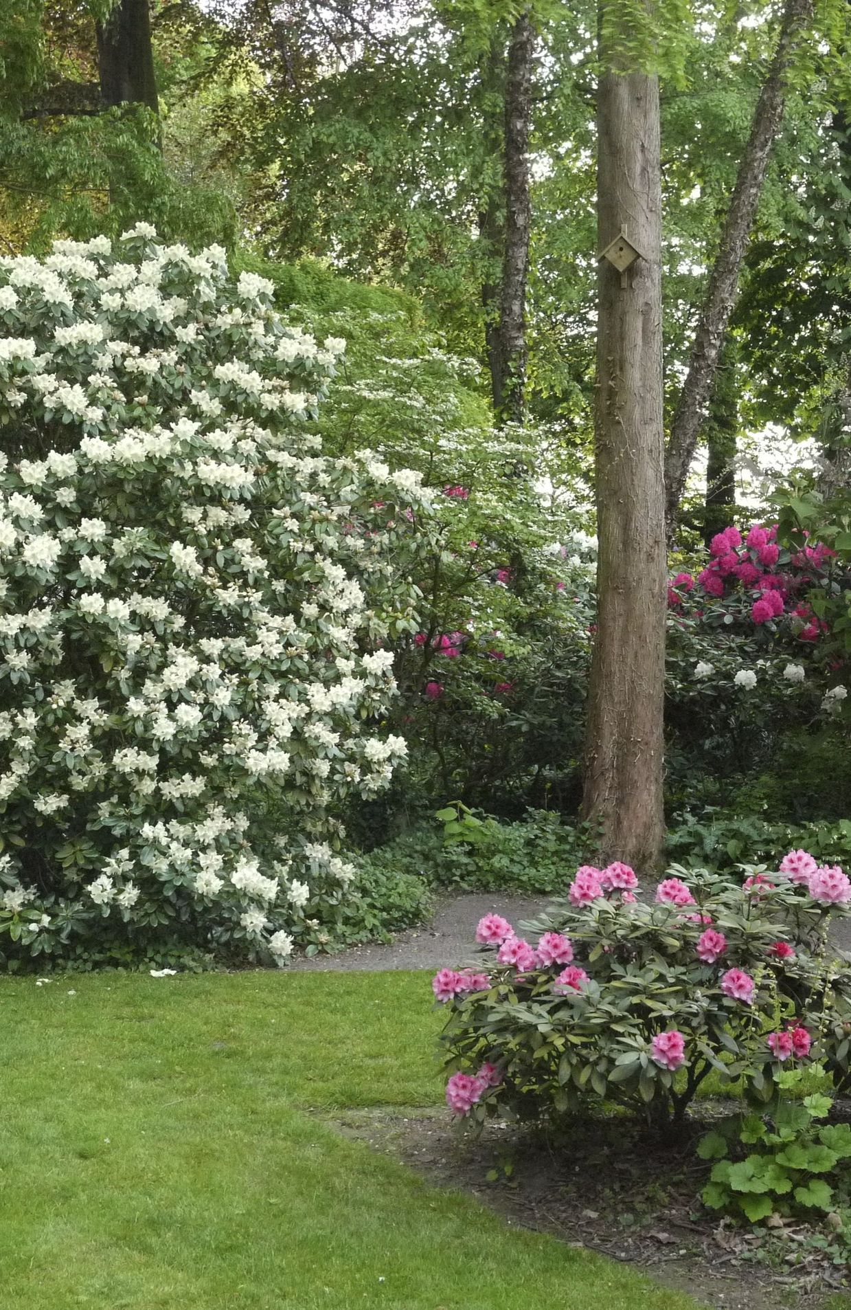 Rhododendrons en fleurs dans le parc de La Feuillerie à Celles