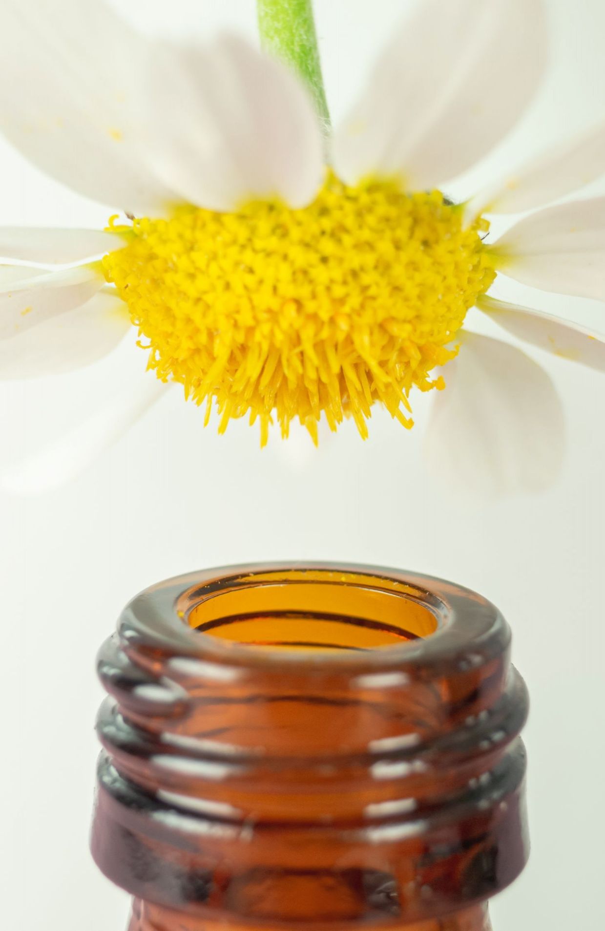 Macro photography of a daisy (Field chamomile - Anthemis arvensis) on top of a medicine bottle. Homeopathy or natural medicine concept