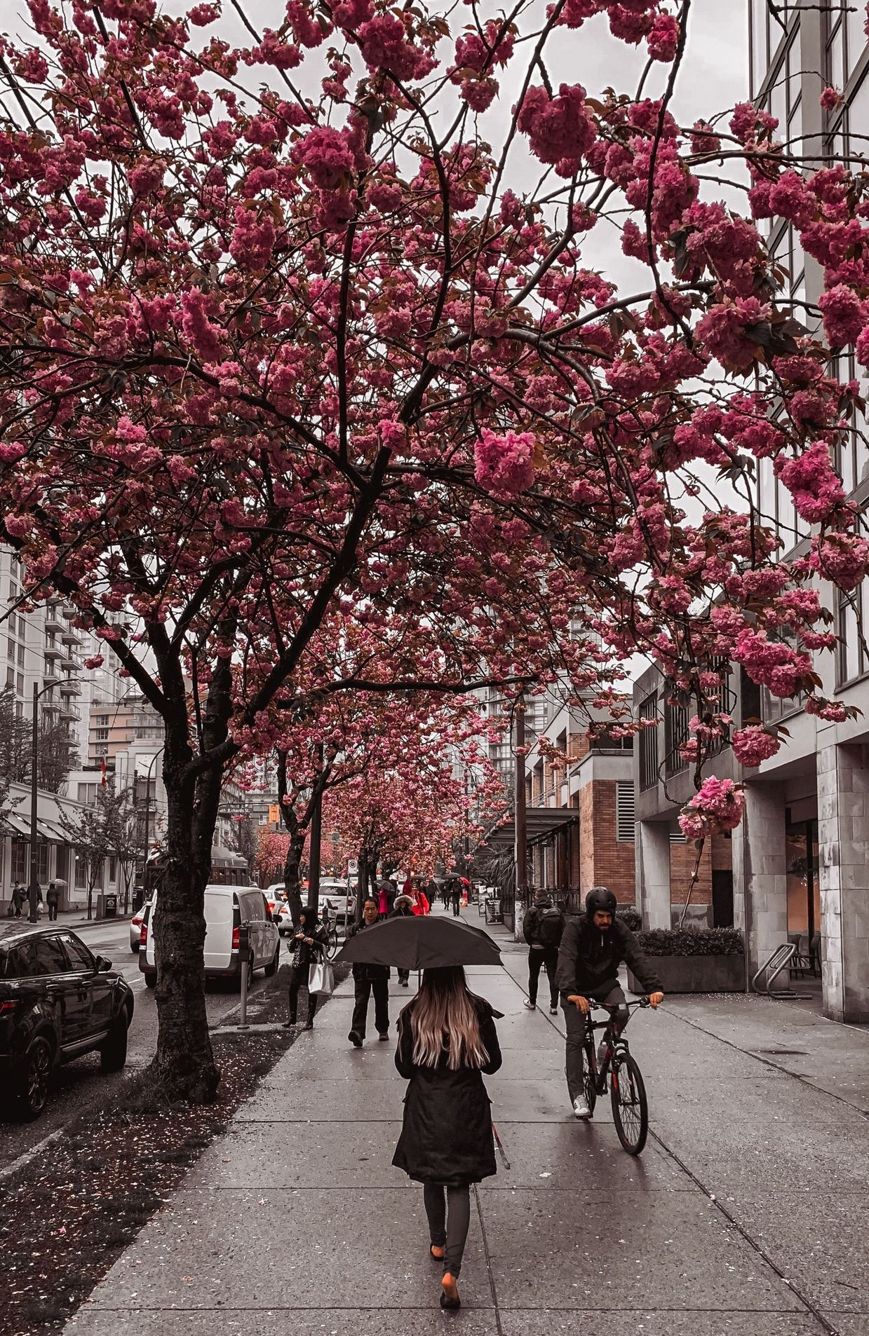 Cerisiers en ville