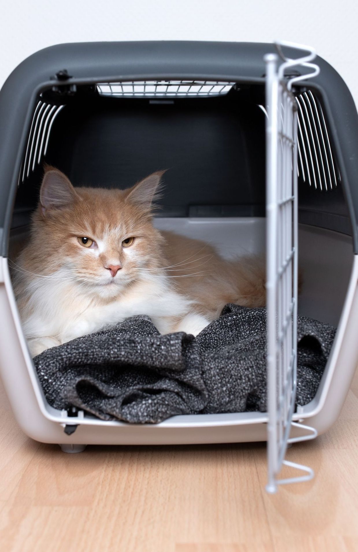 Comment apprendre à mon chat à rentrer dans sa caisse de transport ?