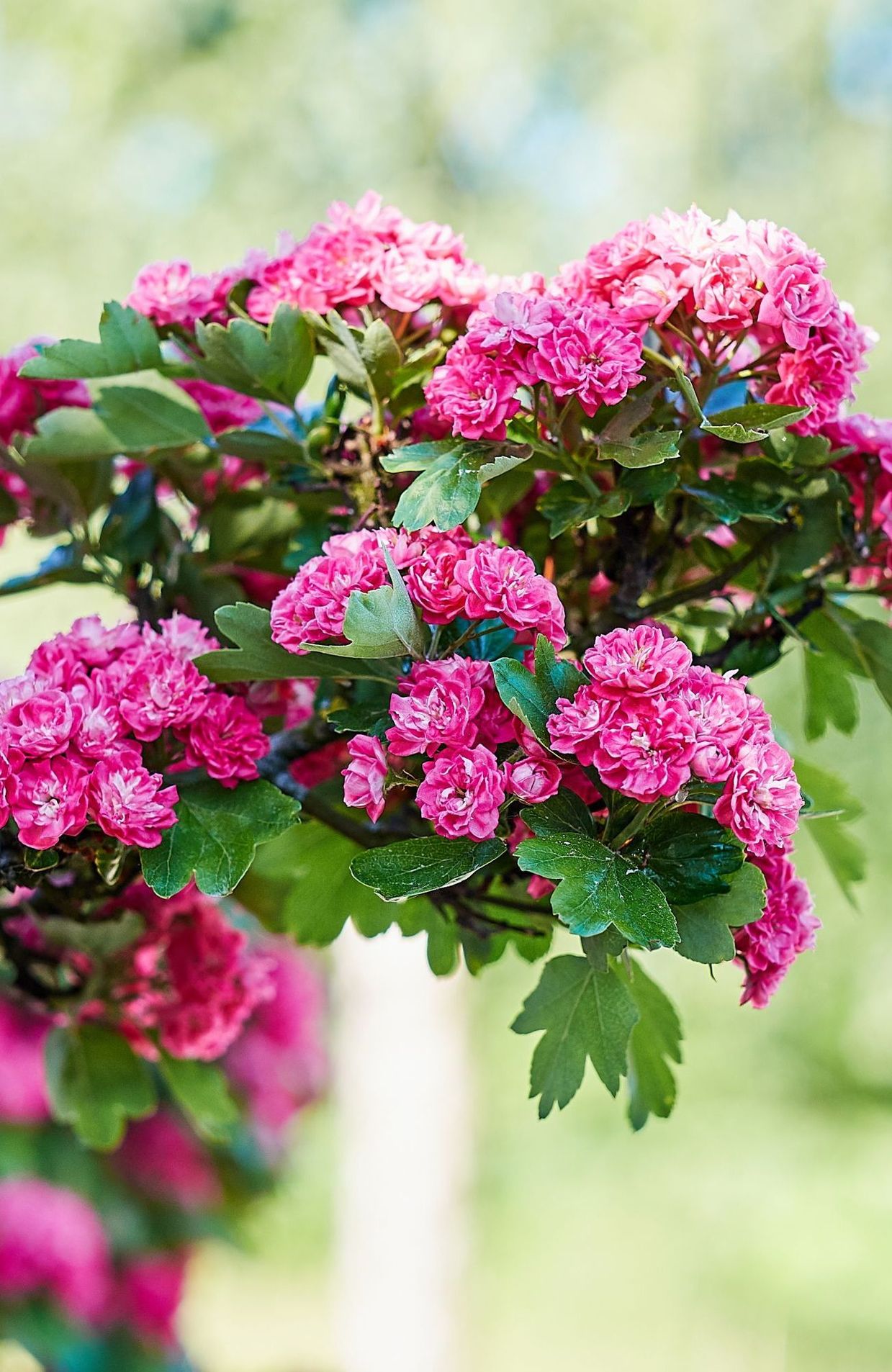 Selon les variétés, la floraison printanière est blanche, rouge ou rose. Certains cultivars ne possède pas d'épines.