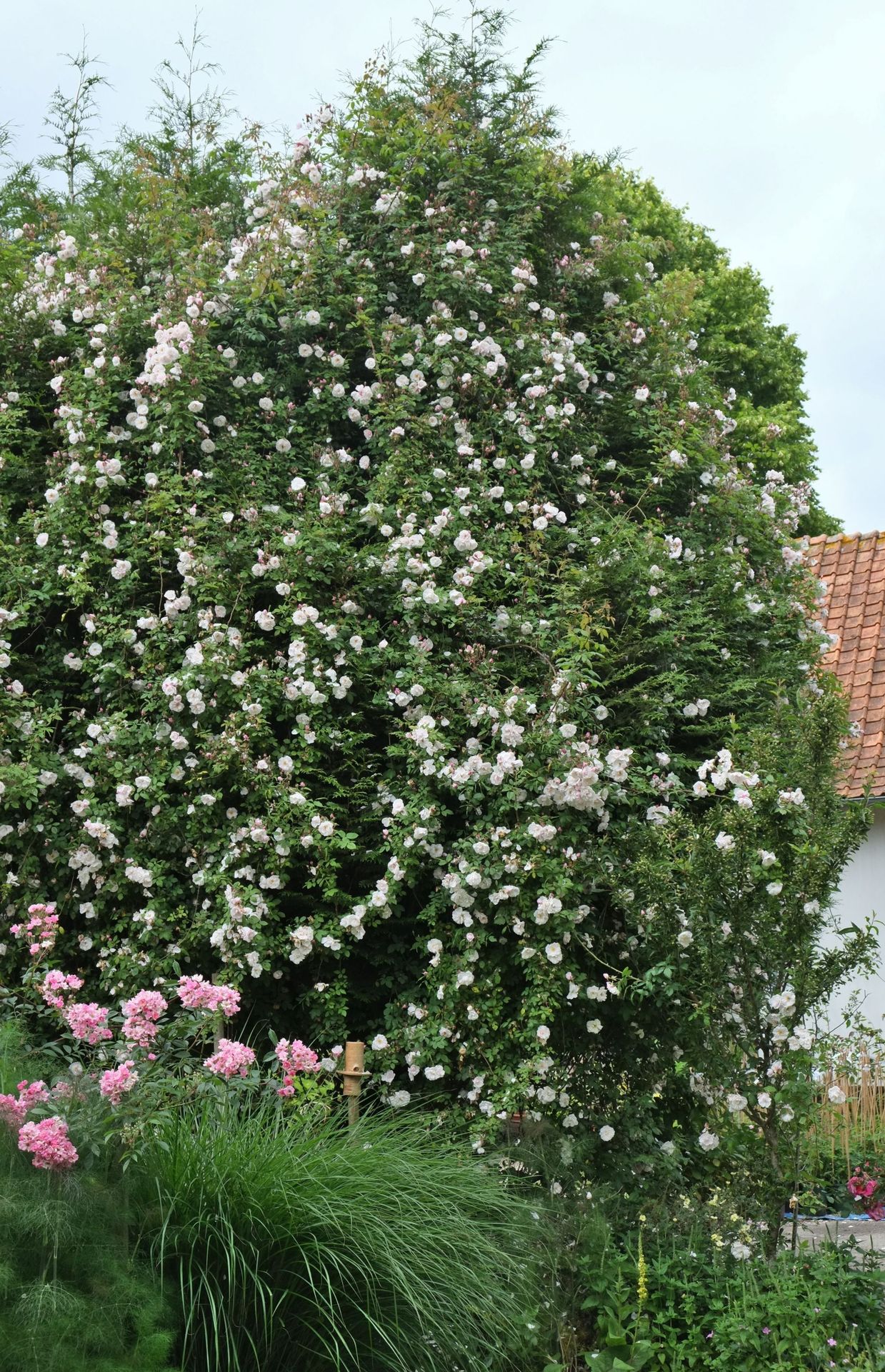 Marié à un conifère, un rosier liane apporte le temps de sa floraison une présence de couleurs dans cet élément vert durant toute l’année.