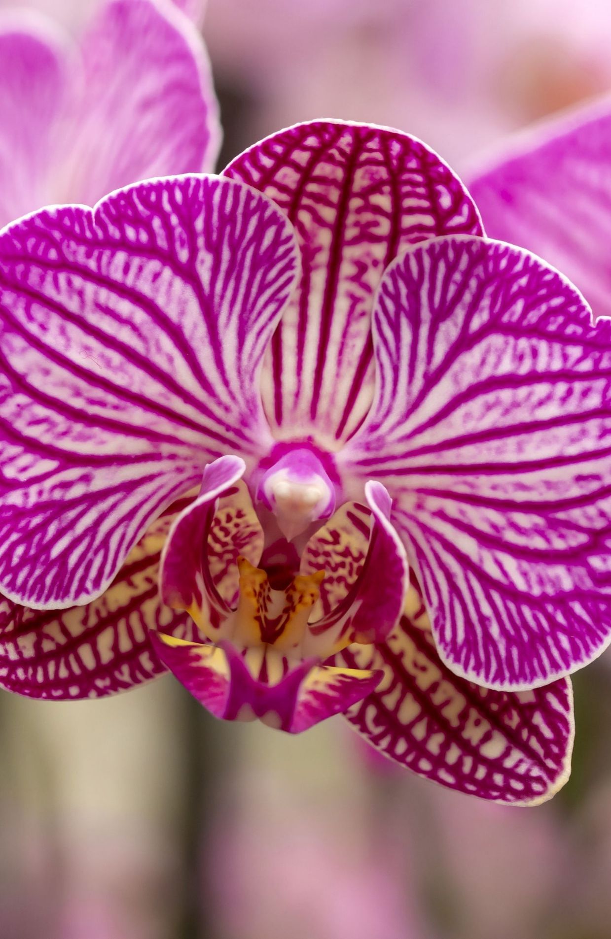 Les 18 & 19 mai 2024, Phytesia, le spécialiste des orchidées de jardin ouvre ses portes au public de 10 à 18h00 à Scry (Tinlot).