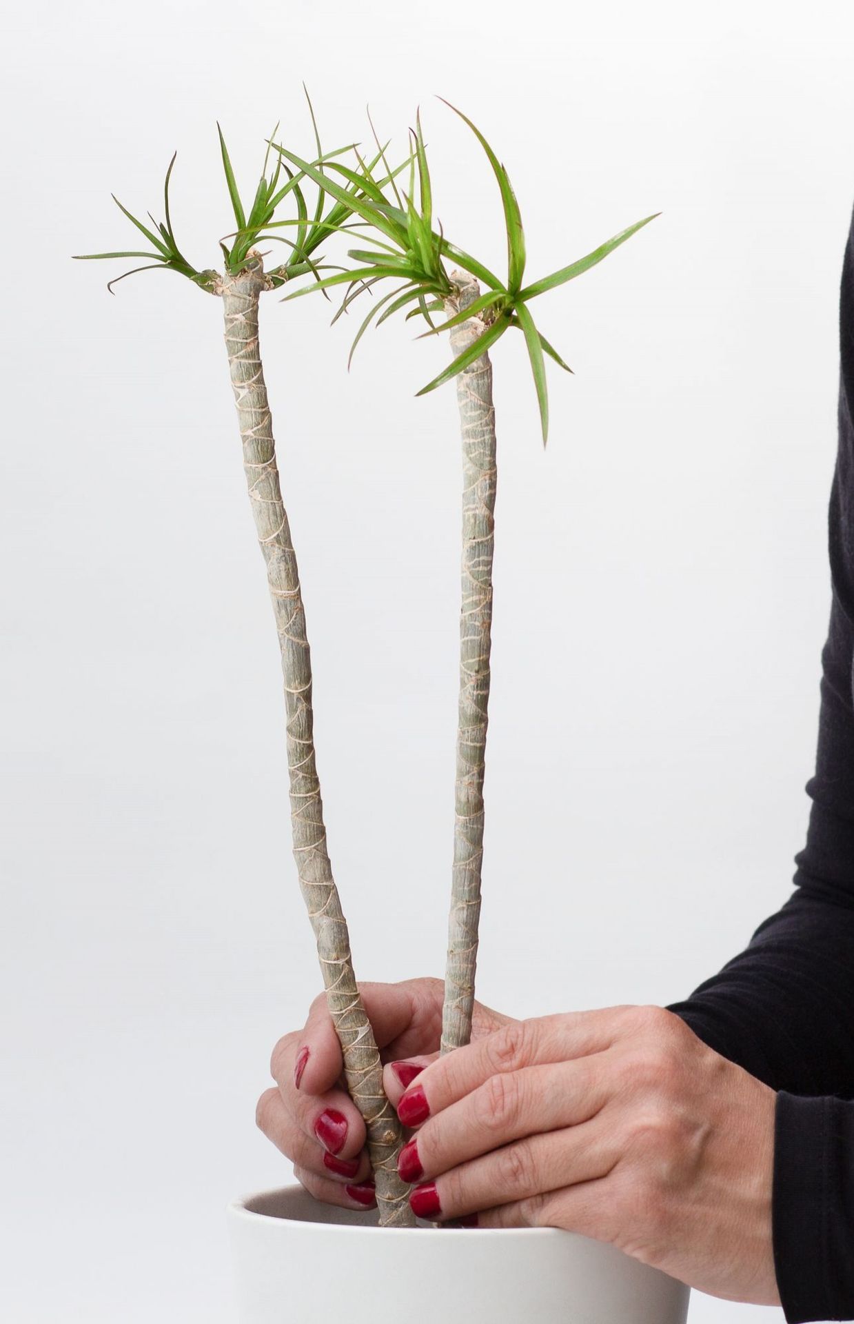 Un dracaena recépé produit de nouvelles pousses au sommet des troncs.