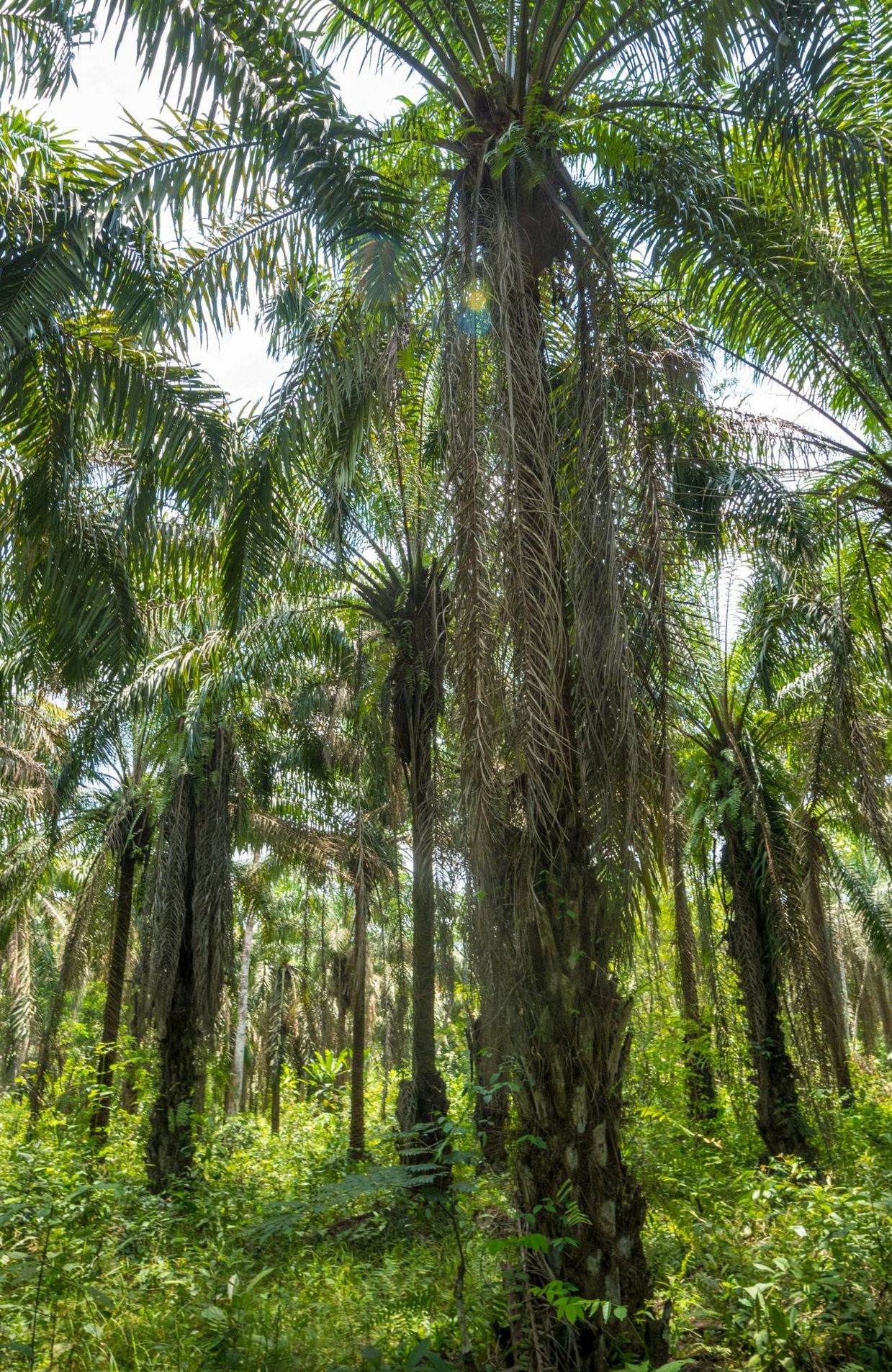 L'Indonésie suspend ses exportations d'huile de palme