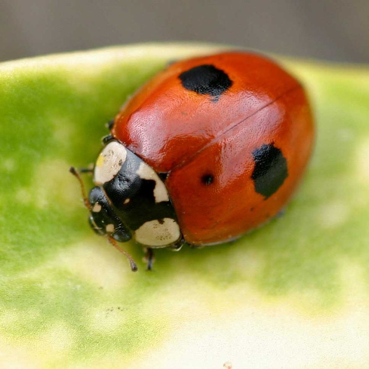 L levage des coccinelles Adalia RTBF Actus