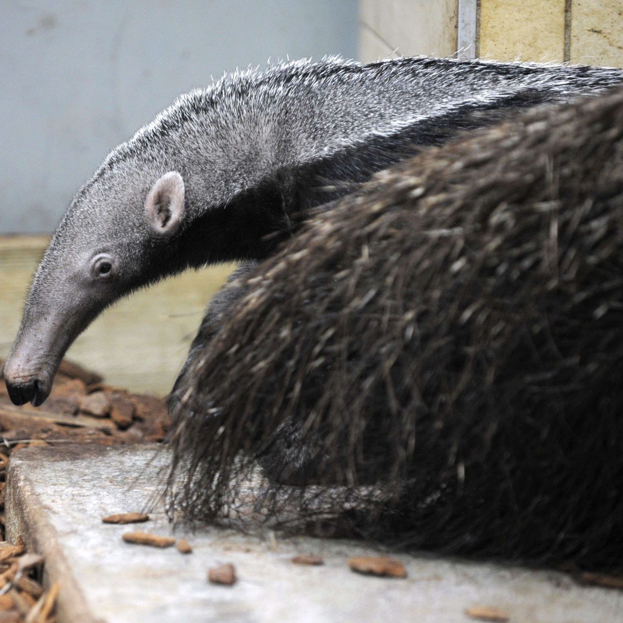 France Premieres Photos Du Bebe Fourmilier Geant Ne Dans Un Zoo Rtbf Be
