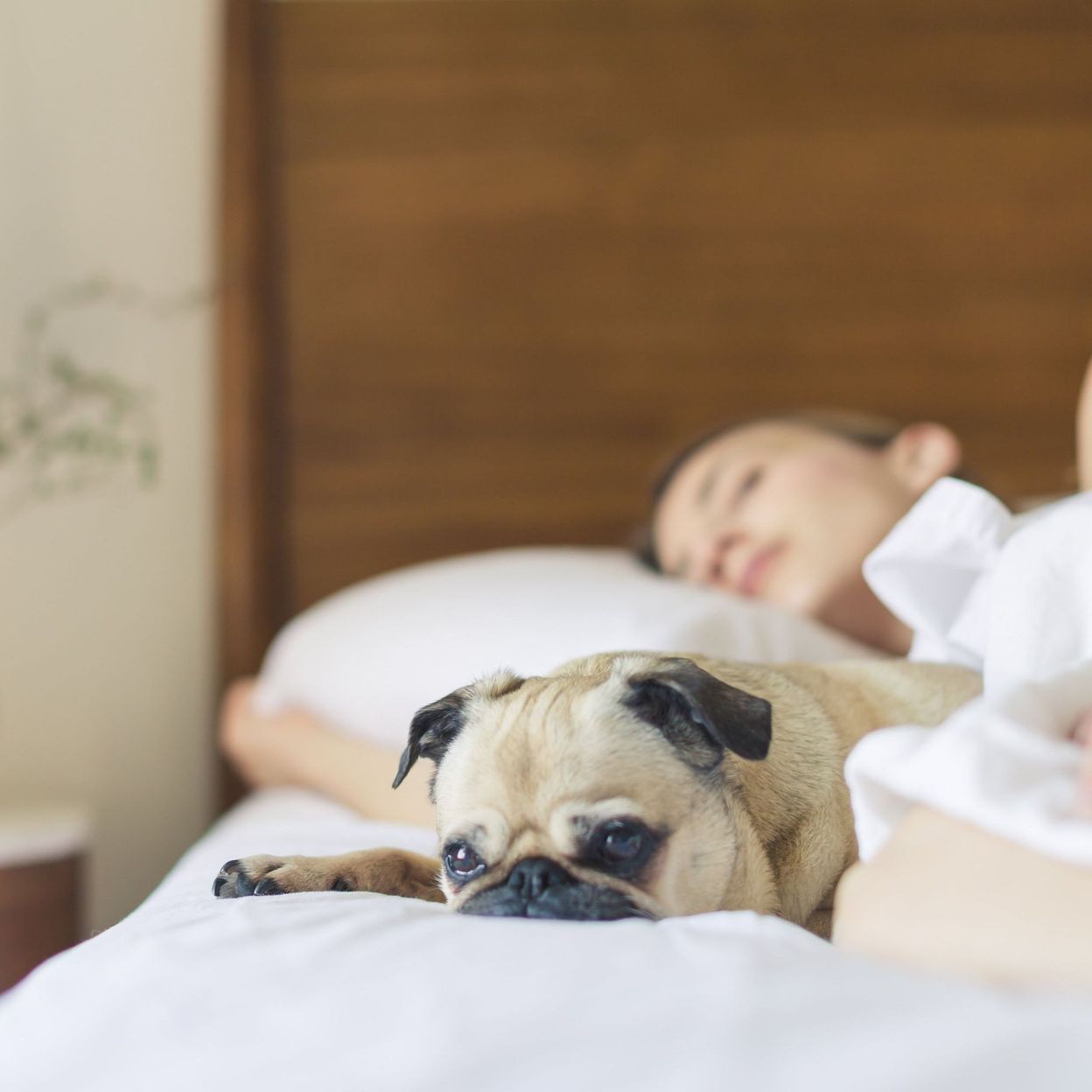 Les femmes qui dorment avec un chien auraient un meilleur sommeil que  celles qui dorment avec un homme - RTBF Actus