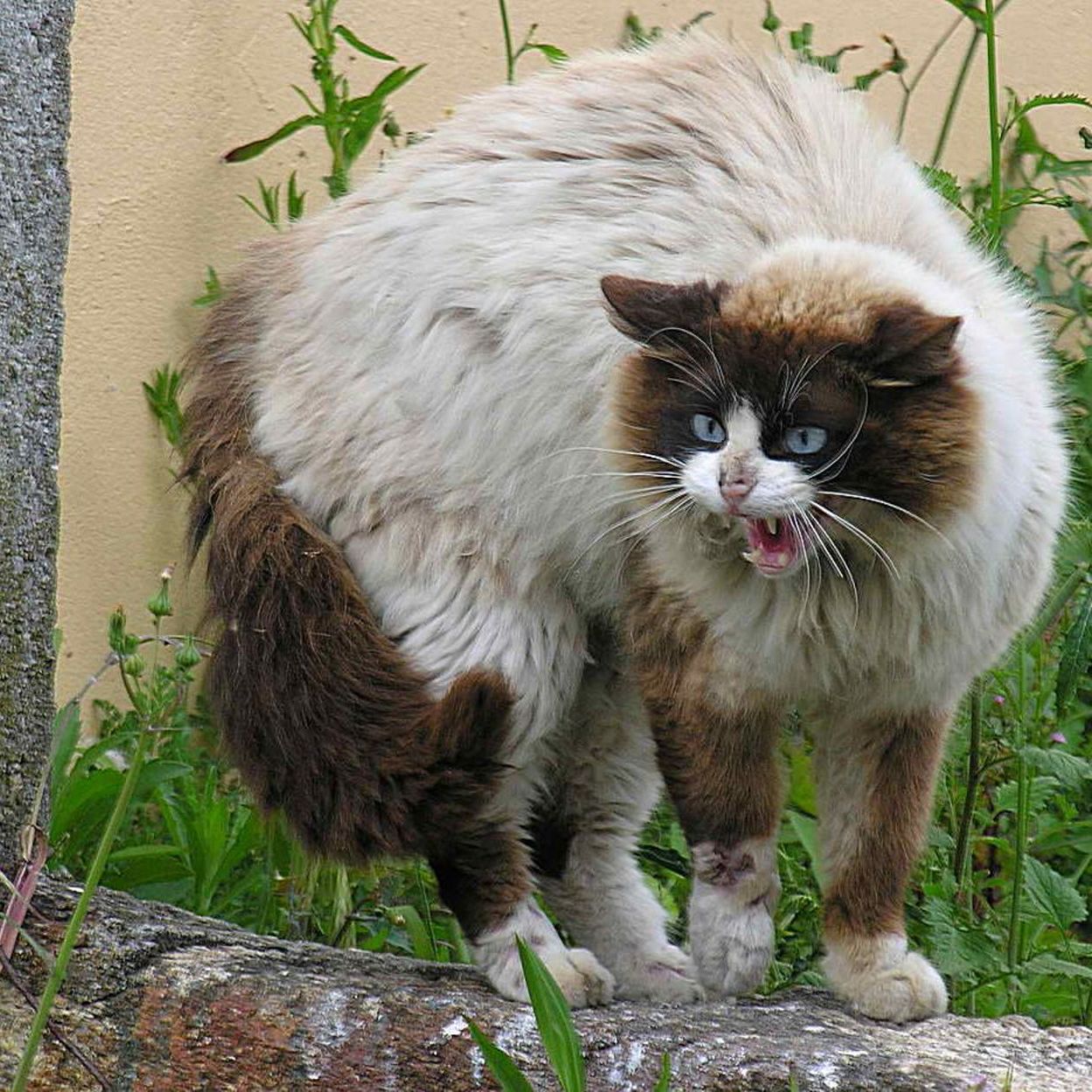Notre Chat Domestique Est Un Nevrose Qui Se Prend Pour Un Lion Rtbf Be