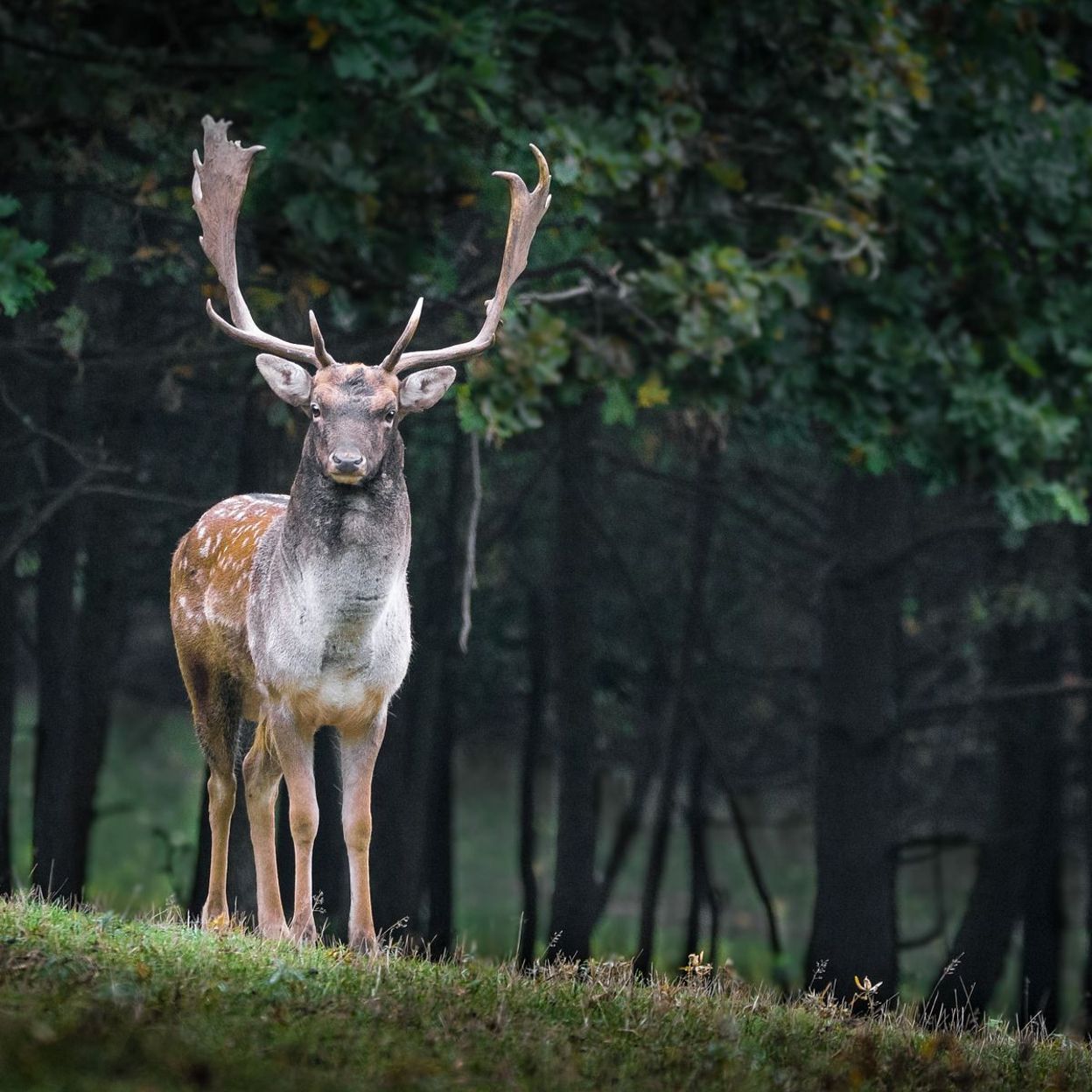 Quand la nature se rebelle un cerf a tu un chasseur en Arkansas