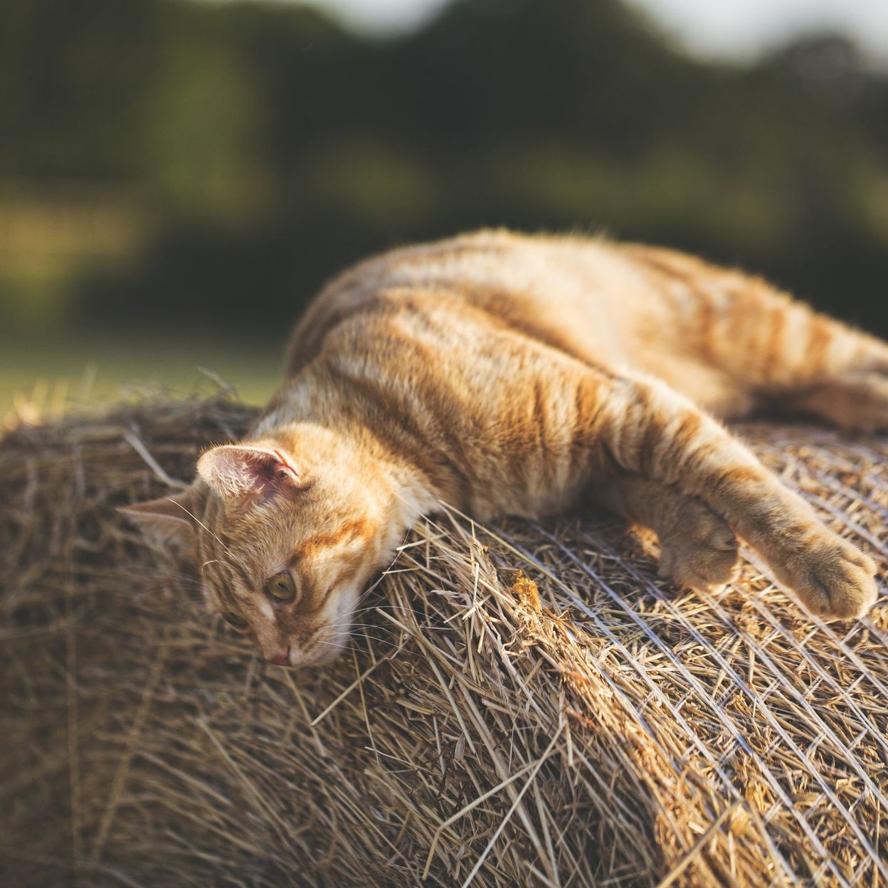Pourquoi Les Chats Ont Ils L Air Hautain Pourquoi Les Chats Ont Ils L Air Hautain