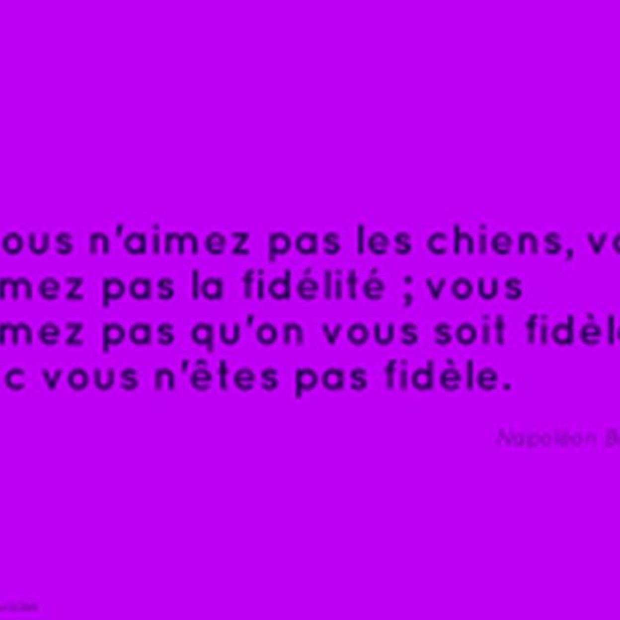 Napoleon Et Les Chiens Rtbf Be