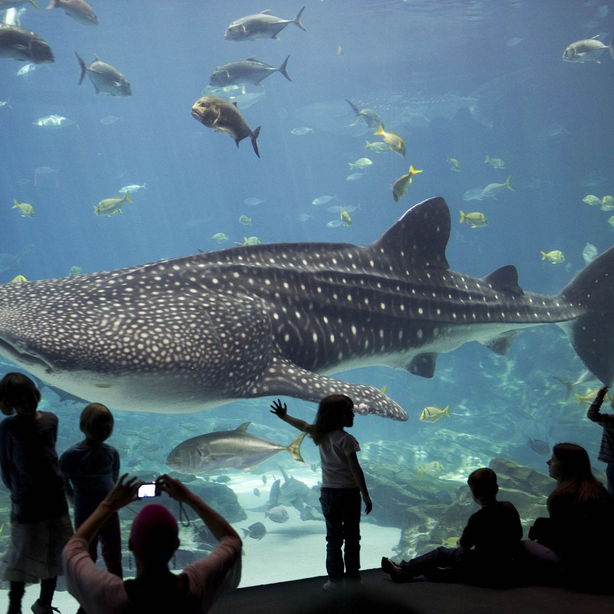 Visite des 5 plus grands aquariums du monde - RTBF Actus