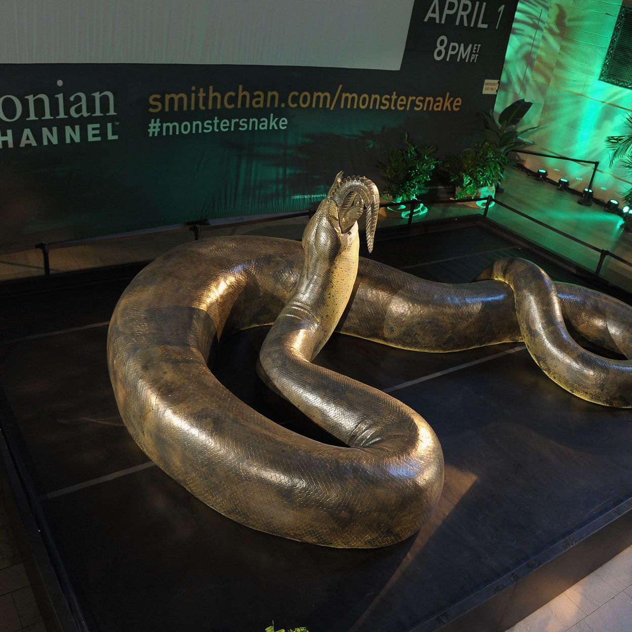 Titanoboa Le Plus Grand Serpent Du Monde Le Titanoboa, ce serpent préhistorique de 14 mètres de long - rtbf.be