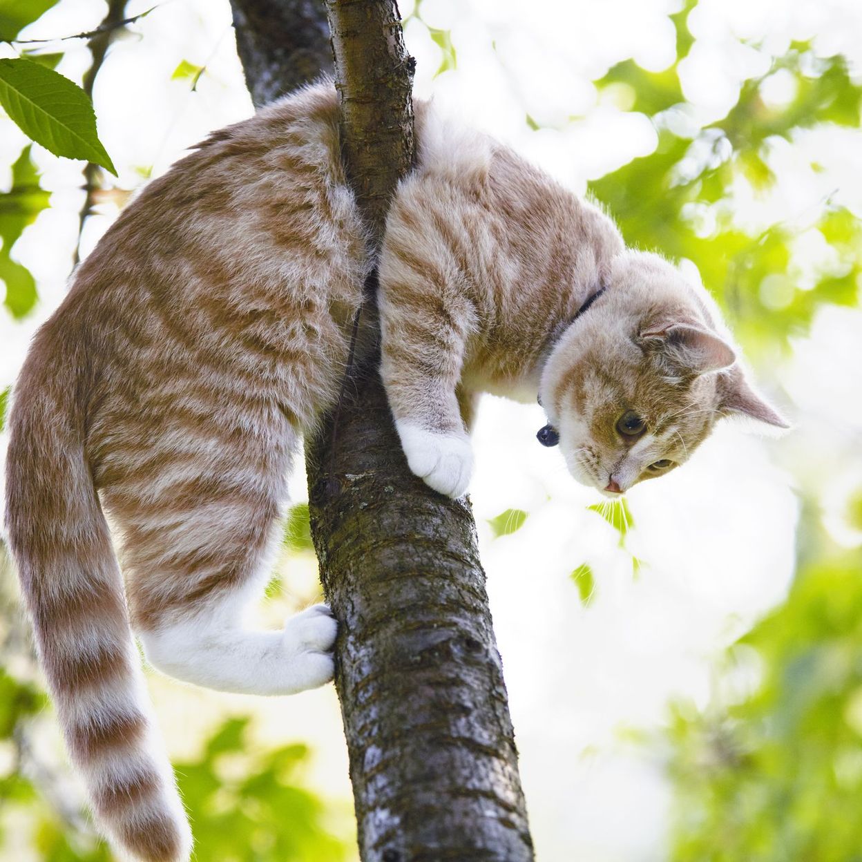 Ce Chat Est Reste Coince 48 Heures Dans Un Arbre A Waterloo Les Pompiers L Ont Sauve Rtbf Be