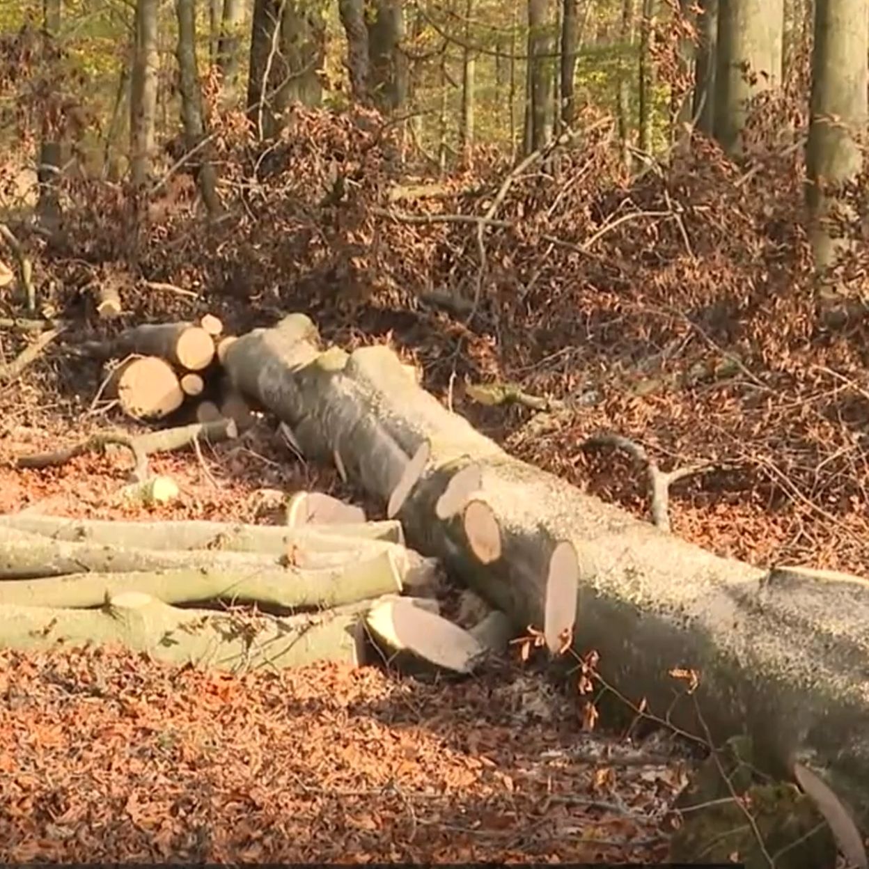 Peut-on ramasser du bois de chauffage en forêt sans récolter 1 500