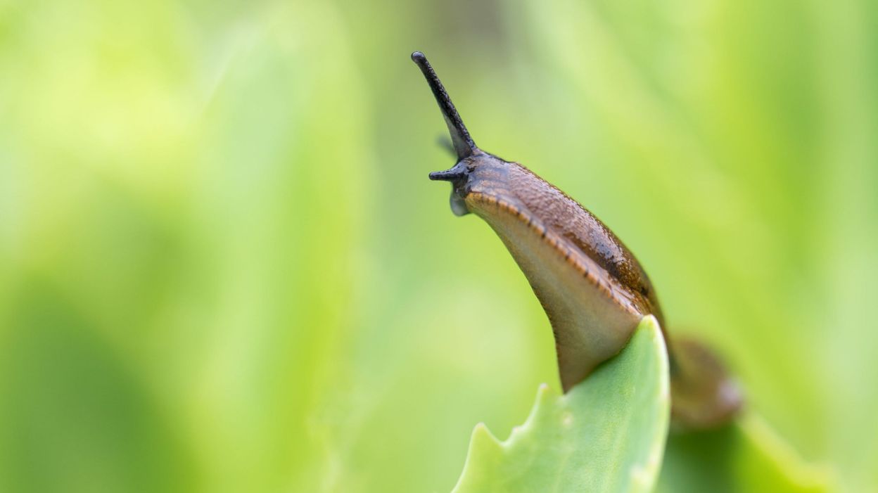 Comment limiter les dégâts causés par les limaces au jardin RTBF Actus — free download