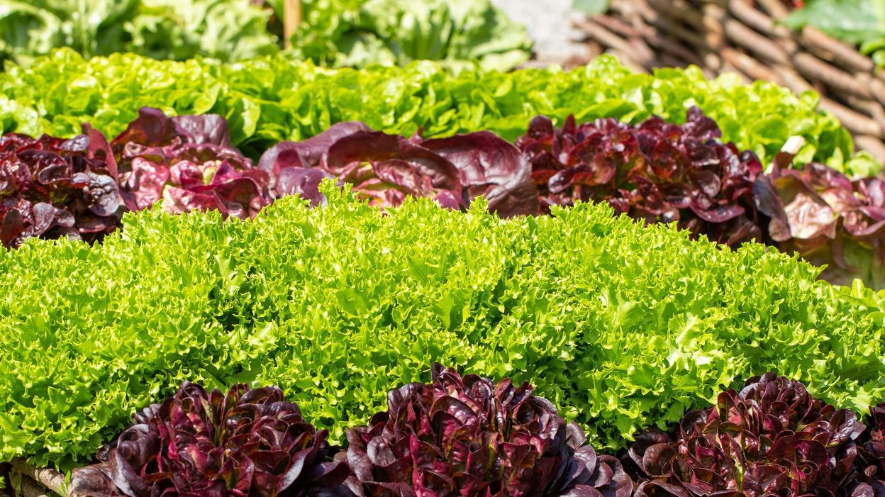 DES SALADES TOUTE L’ANNÉE DANS MON JARDIN