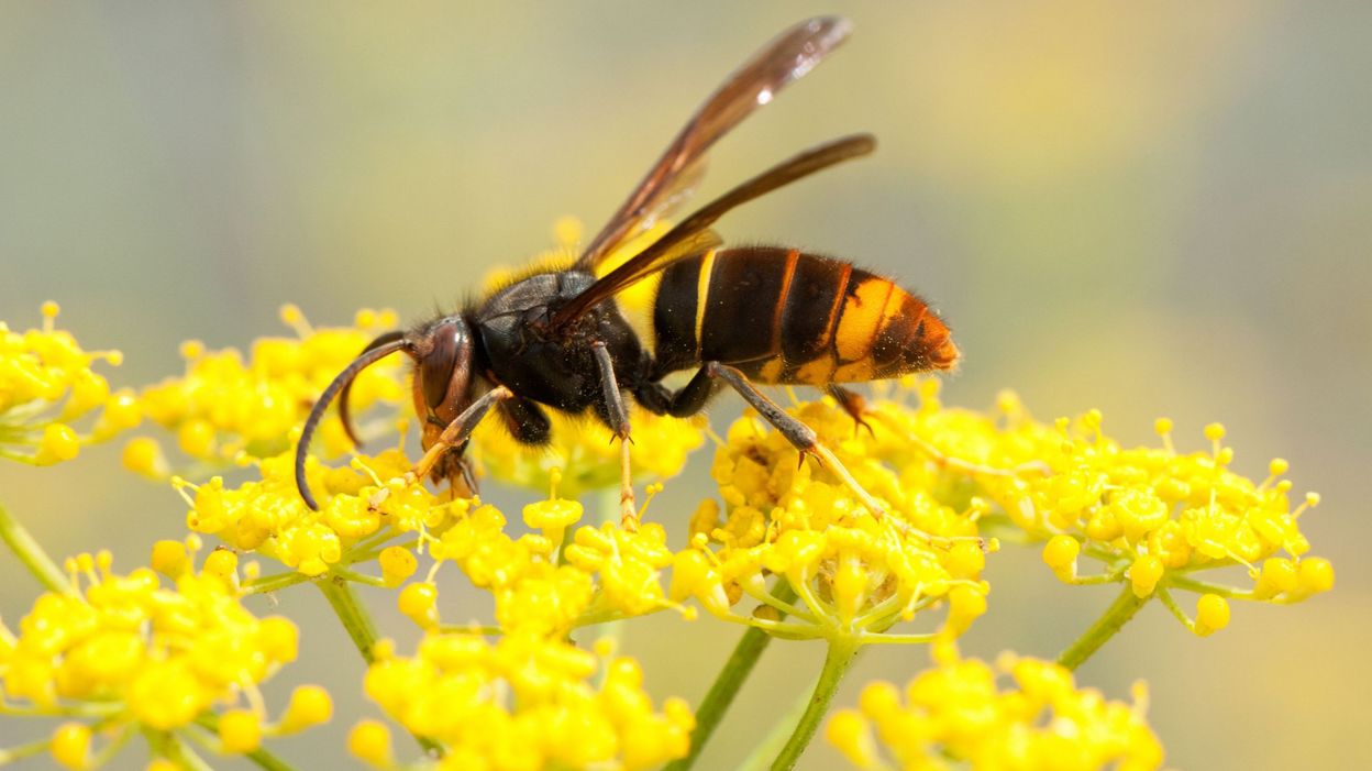 Guêpe, abeille, frelon comment les distinguer et que faire en cas de — free download