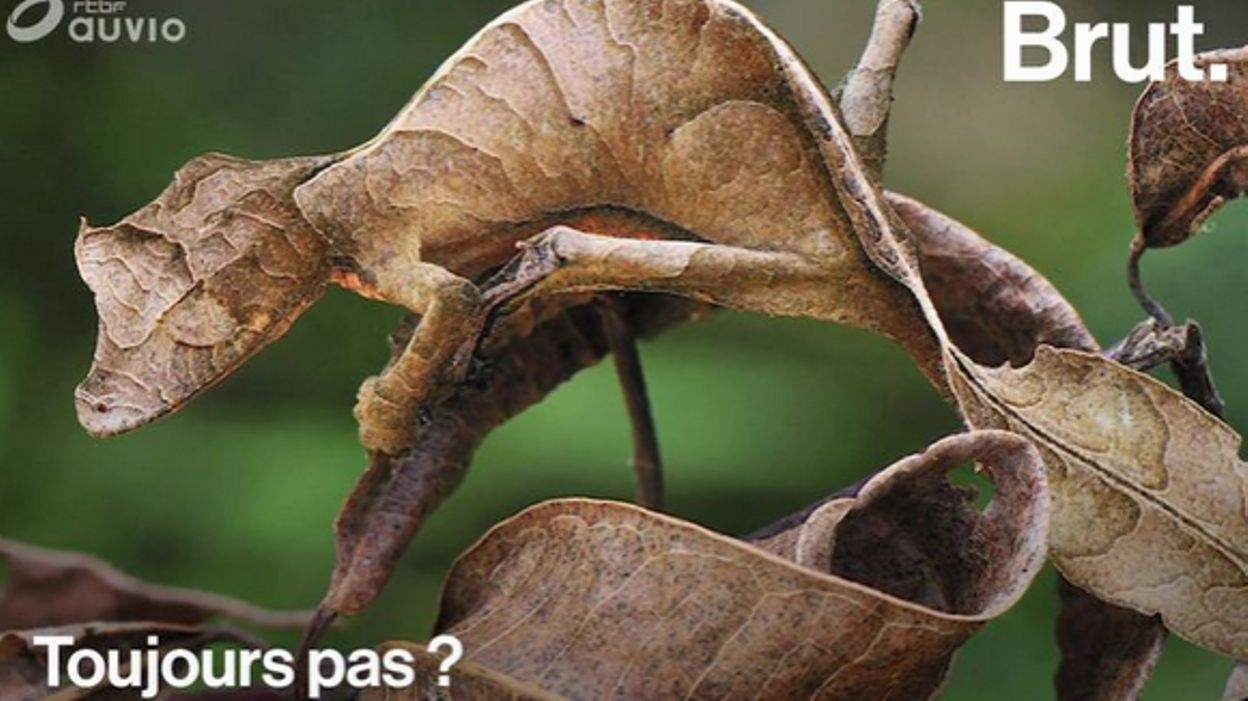 Le gecko satanique à queue de feuille: un lézard insolite maître du  camouflage - RTBF Actus