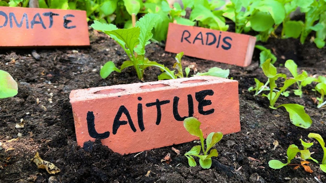 Étiquettes de plantation en forme de c¿ur, étiquette épaisse et