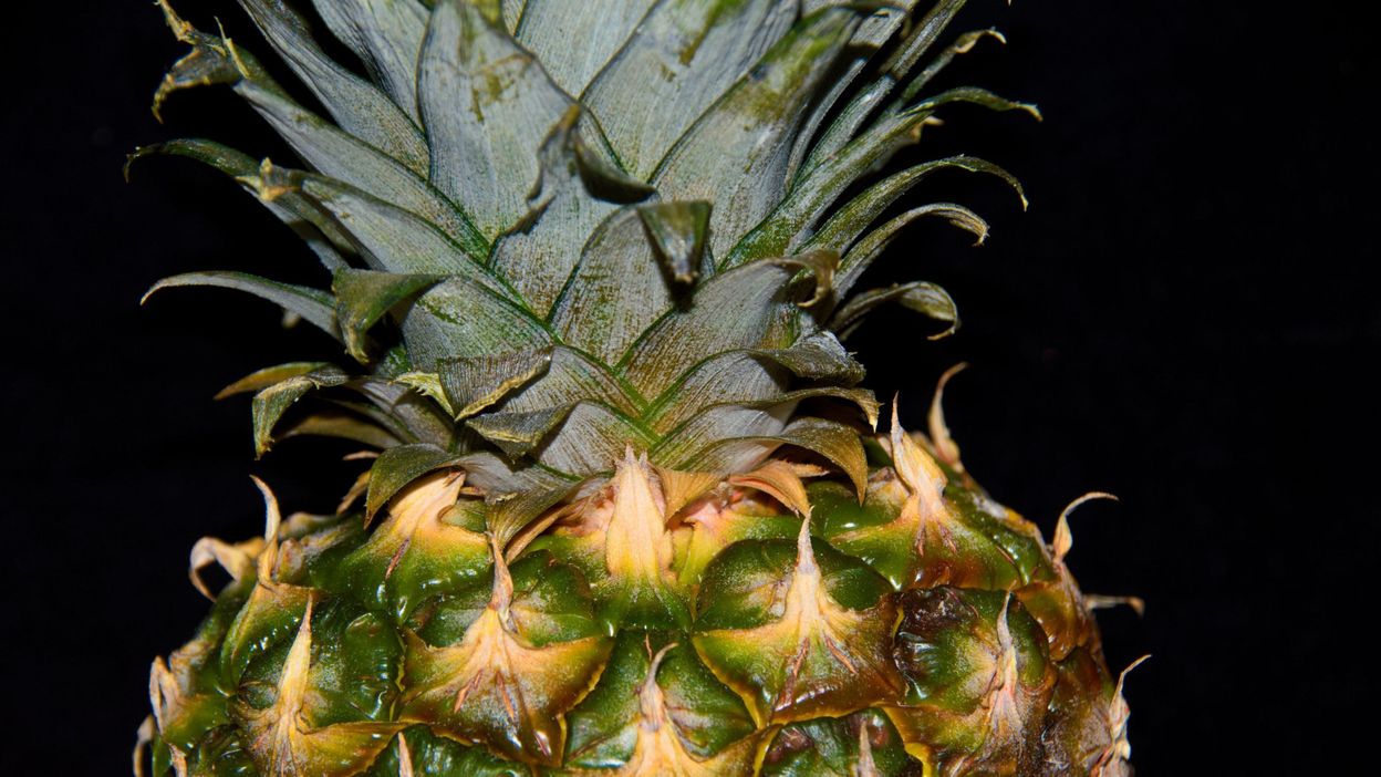 Comment On Dit Ananas En Anglais Des feuilles d'ananas pour fabriquer des sacs ! - rtbf.be