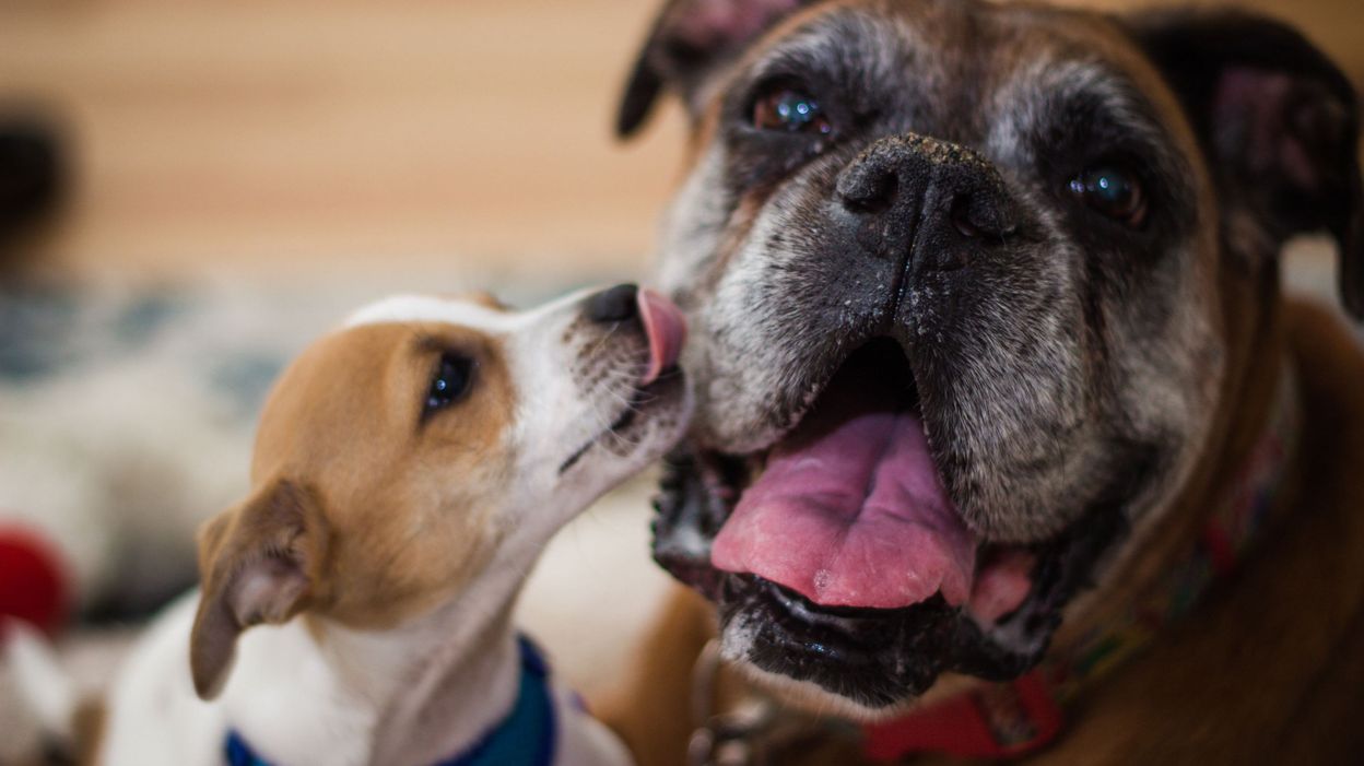 Pourquoi les chiens ontils cette habitude de lécher les gens ? RTBF Actus