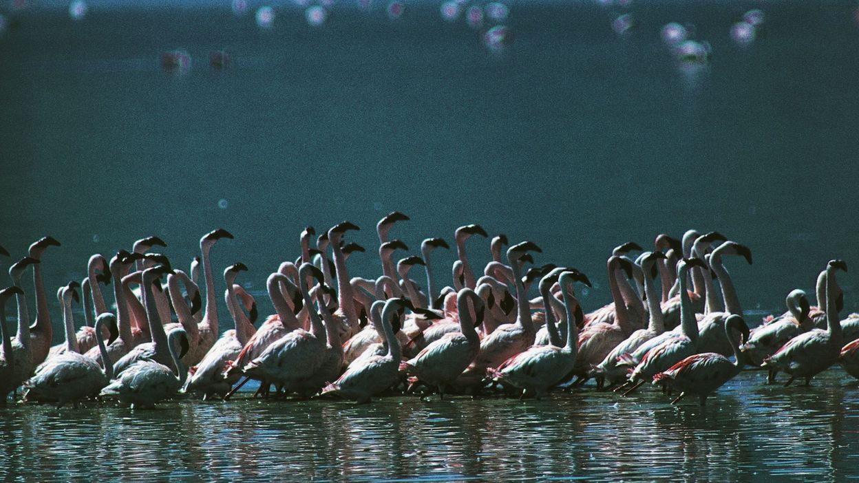 Le Kenya : plongée au cœur de la nature sauvage