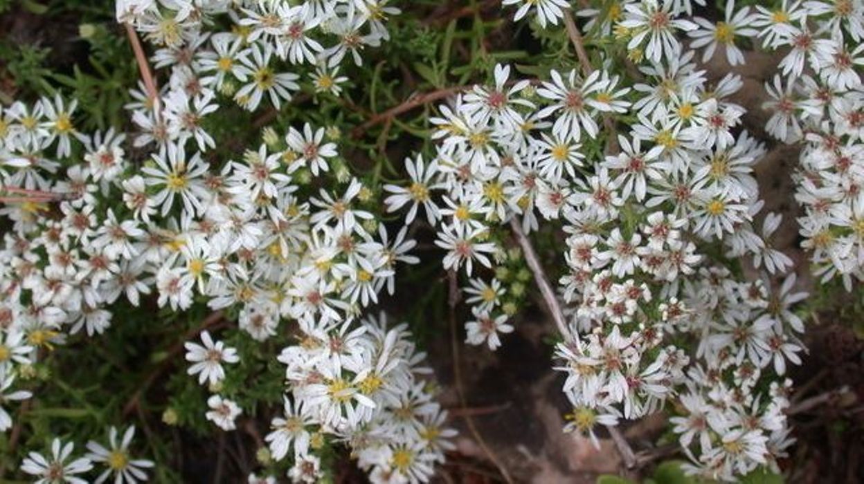 Une myriade de petites fleurs blanches sur de frêles tiges - rtbf.be