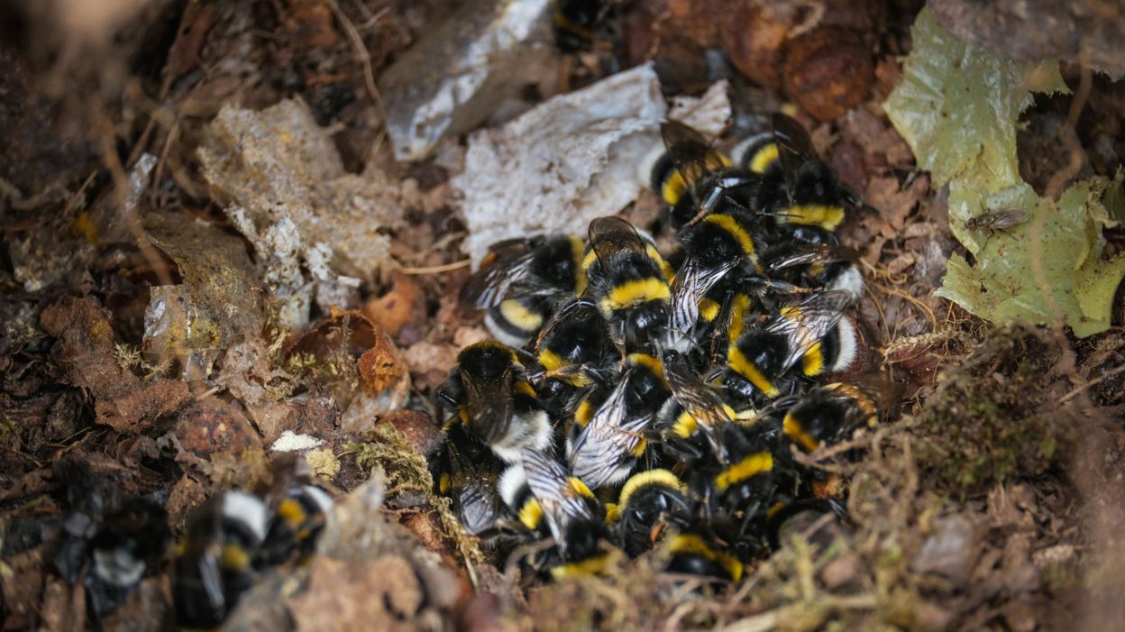MA FABULEUSE AVENTURE AVEC LES BOURDONS visual data 8