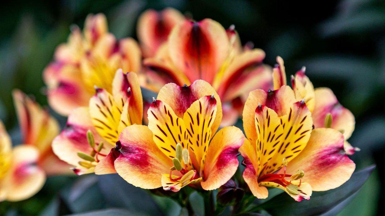L’Alstroemeria, une belle vivace à la superbe floraison estivale - RTBF ...