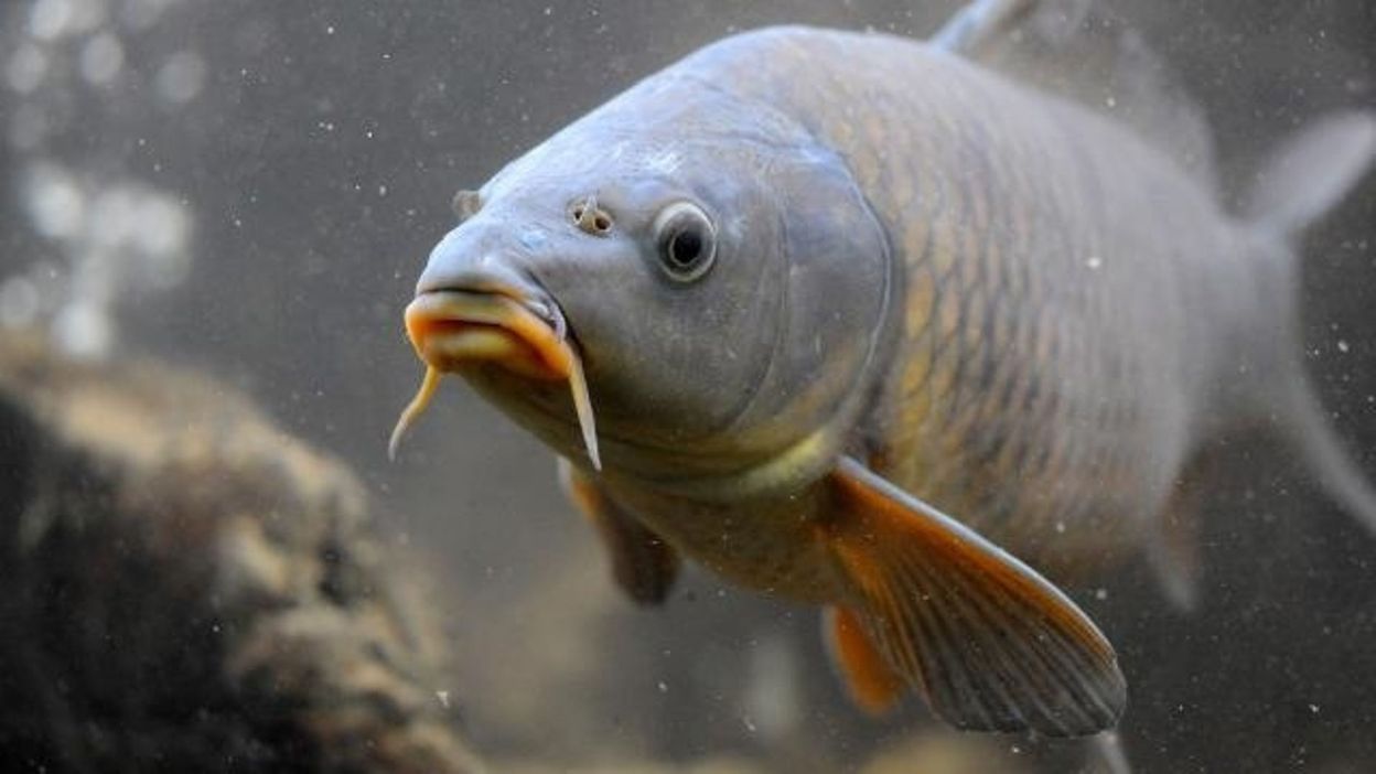 Les ambassadeurs RTBF.be