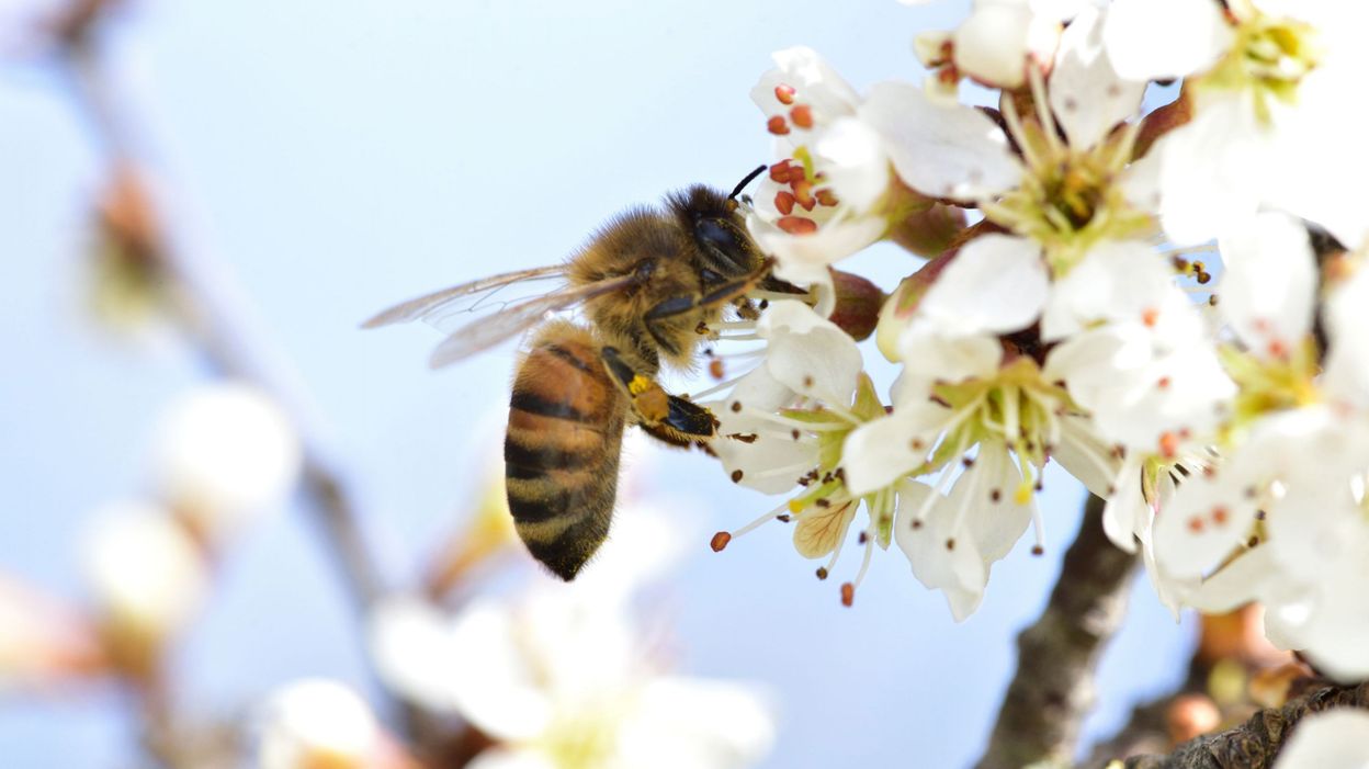 Guêpe, abeille, frelon comment les distinguer et que faire en cas de piqûre ? RTBF Actus