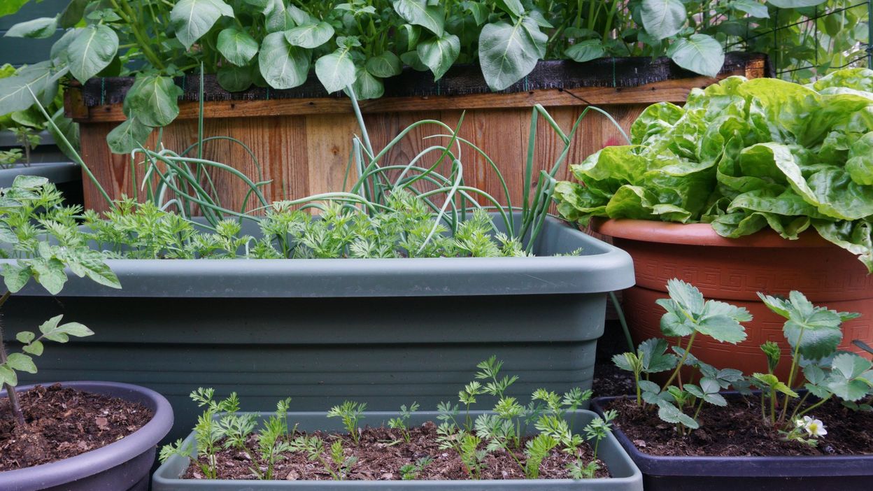 Préparer le sol pour un potager en pleine terre ou sur balcon