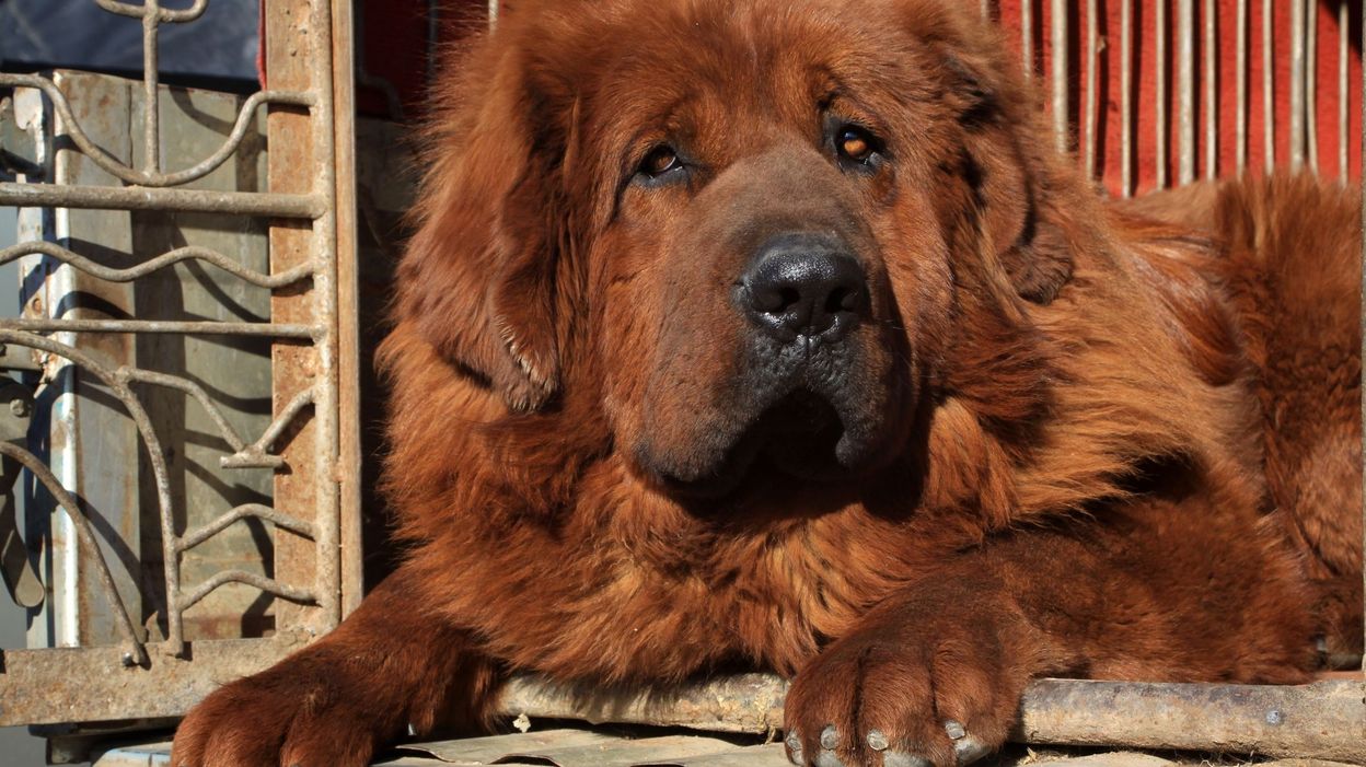 Bientôt un médicament pour prolonger la vie des chiens ? Pourquoi ce n'est pas une si bonne nouvelle