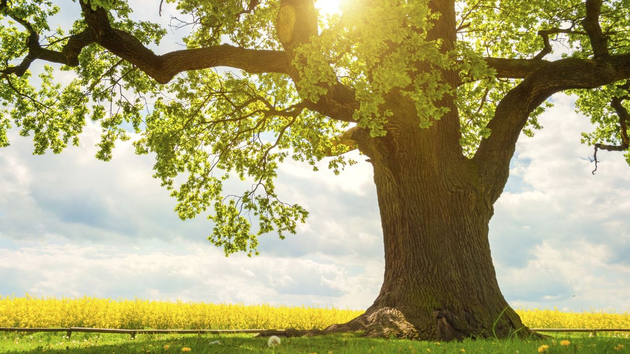 Quel est votre arbre totem ? - RTBF Actus