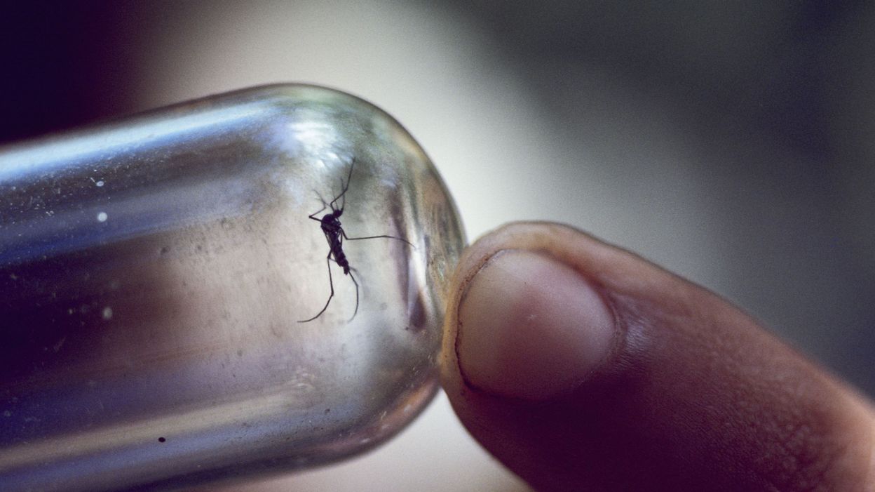 La dengue, la fièvre jaune et le paludisme font bien plus de ravages