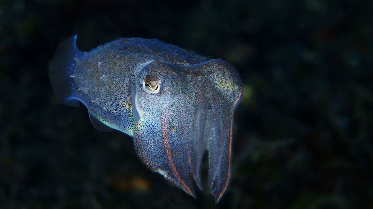 Pourquoi Les Hommes Aiment Les Pieds www.rtbf.be
