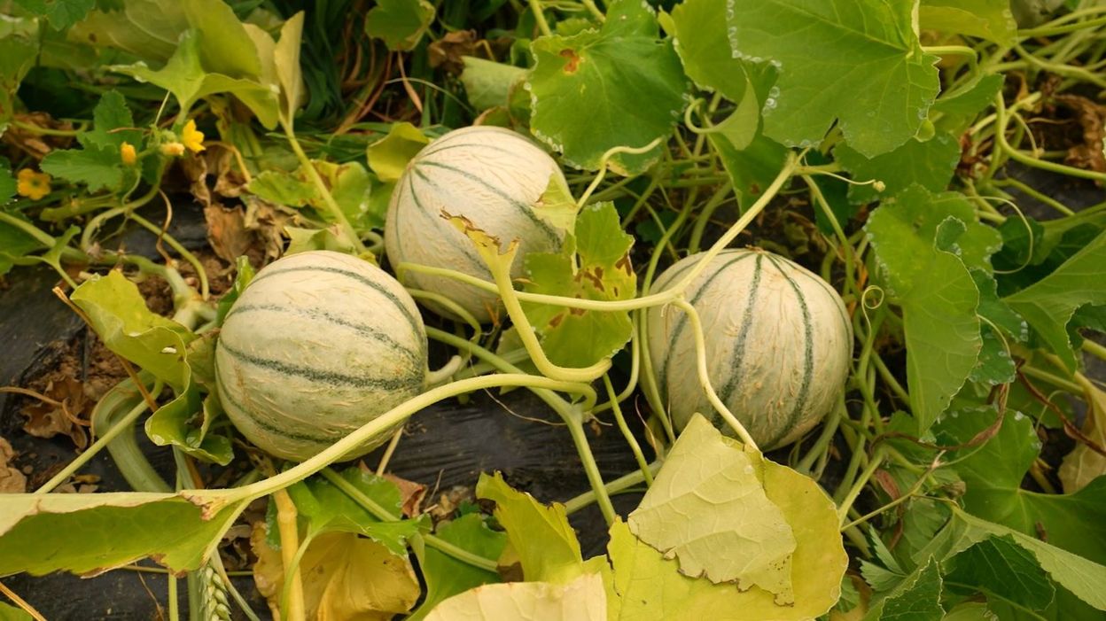 Comment réussir la culture du melon en Belgique ? Les conseils de