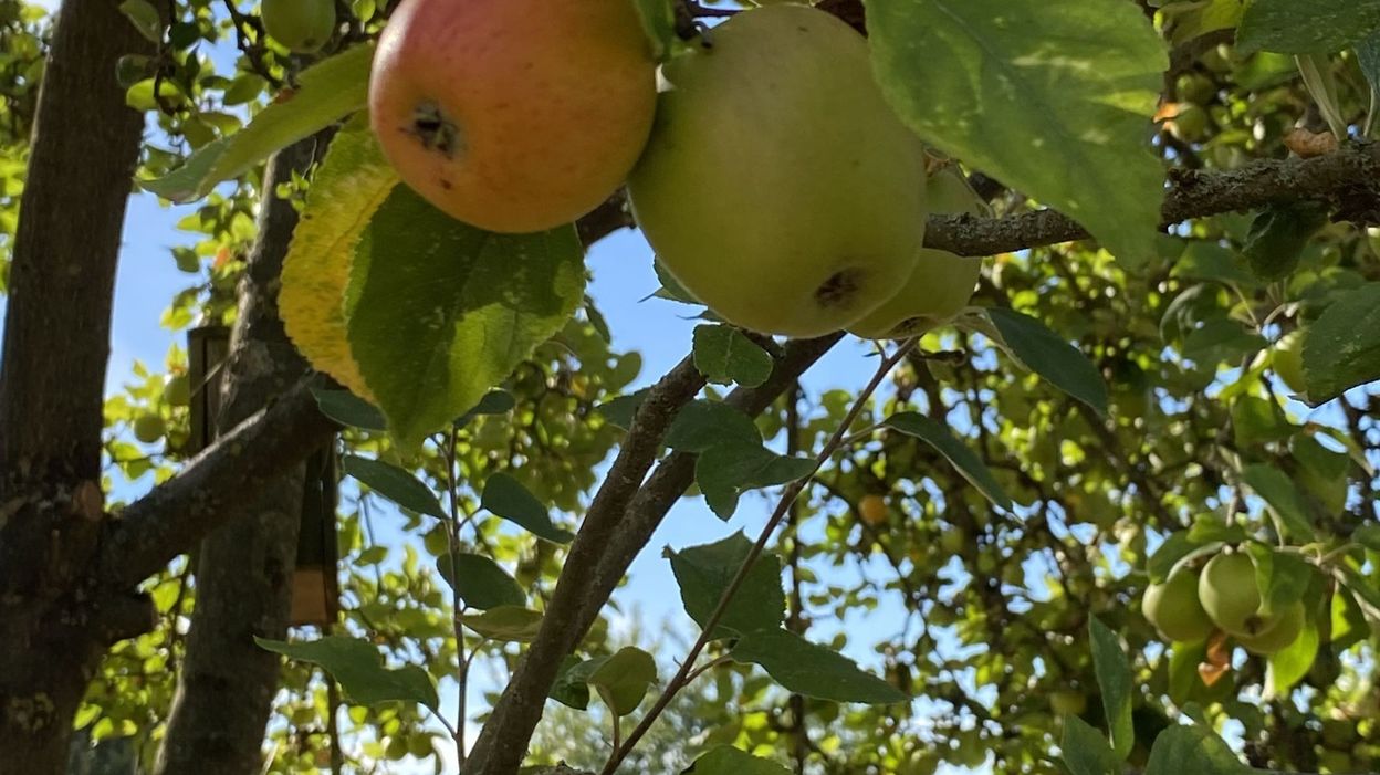 Carnet Nature Les Anciennes Vari T S Darbres Fruitiers Un Patrimoine Pr Server Rtbf Actus