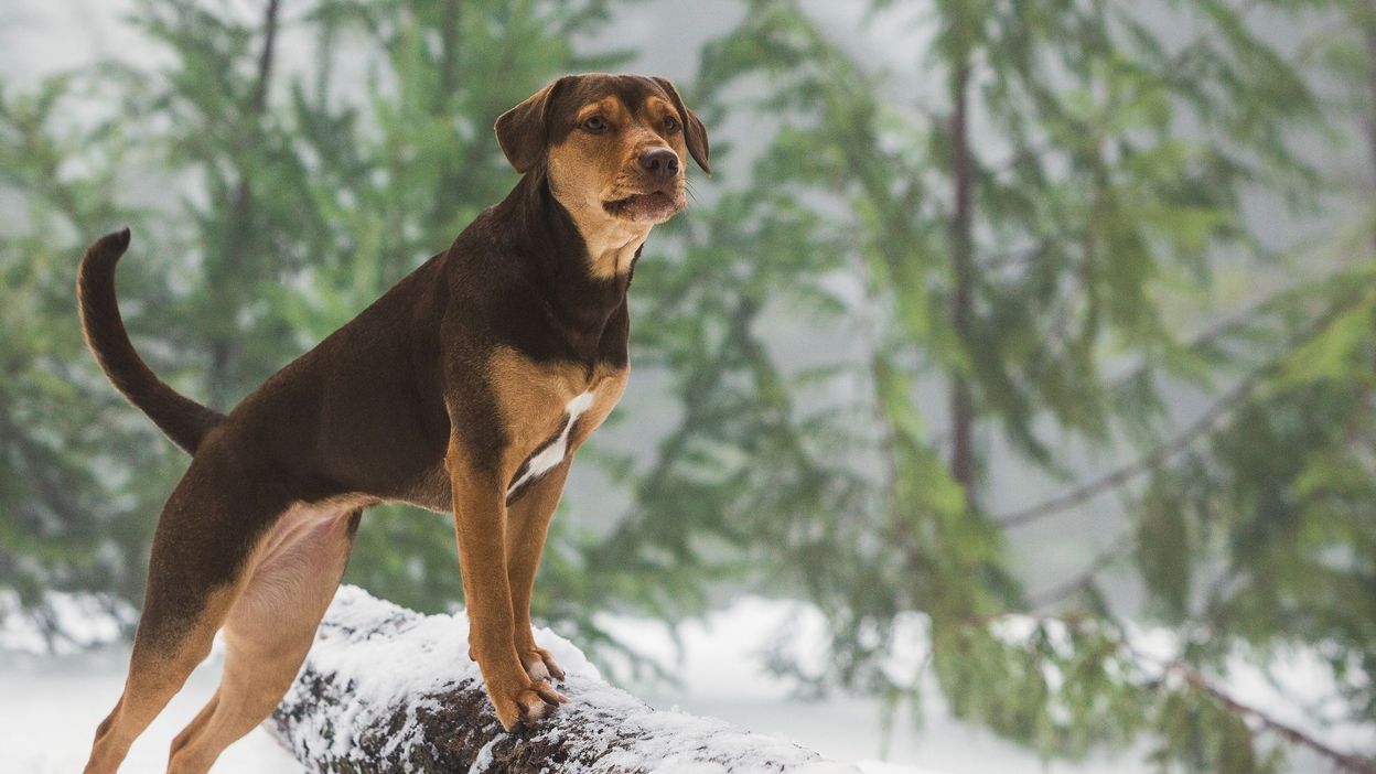 Séance VIP sur le thème du chien avec “L’incroyable aventure de Bella” et “Max 2 : héros de la maison blanche”