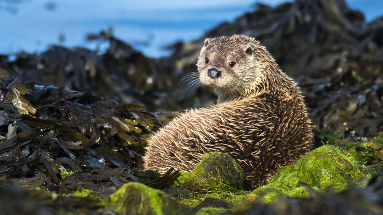 Soutenir le retour de la loutre en Belgique