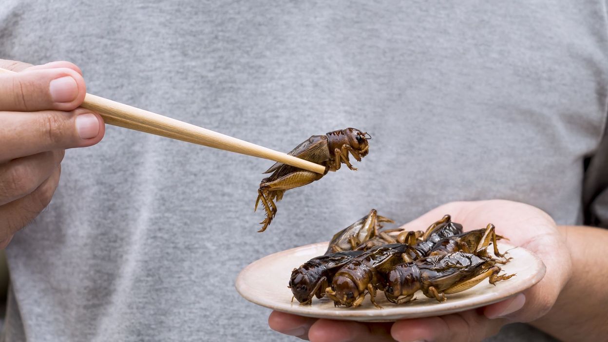10 astuces pour se débarrasser des mouchettes dans la cuisine - RTBF Actus