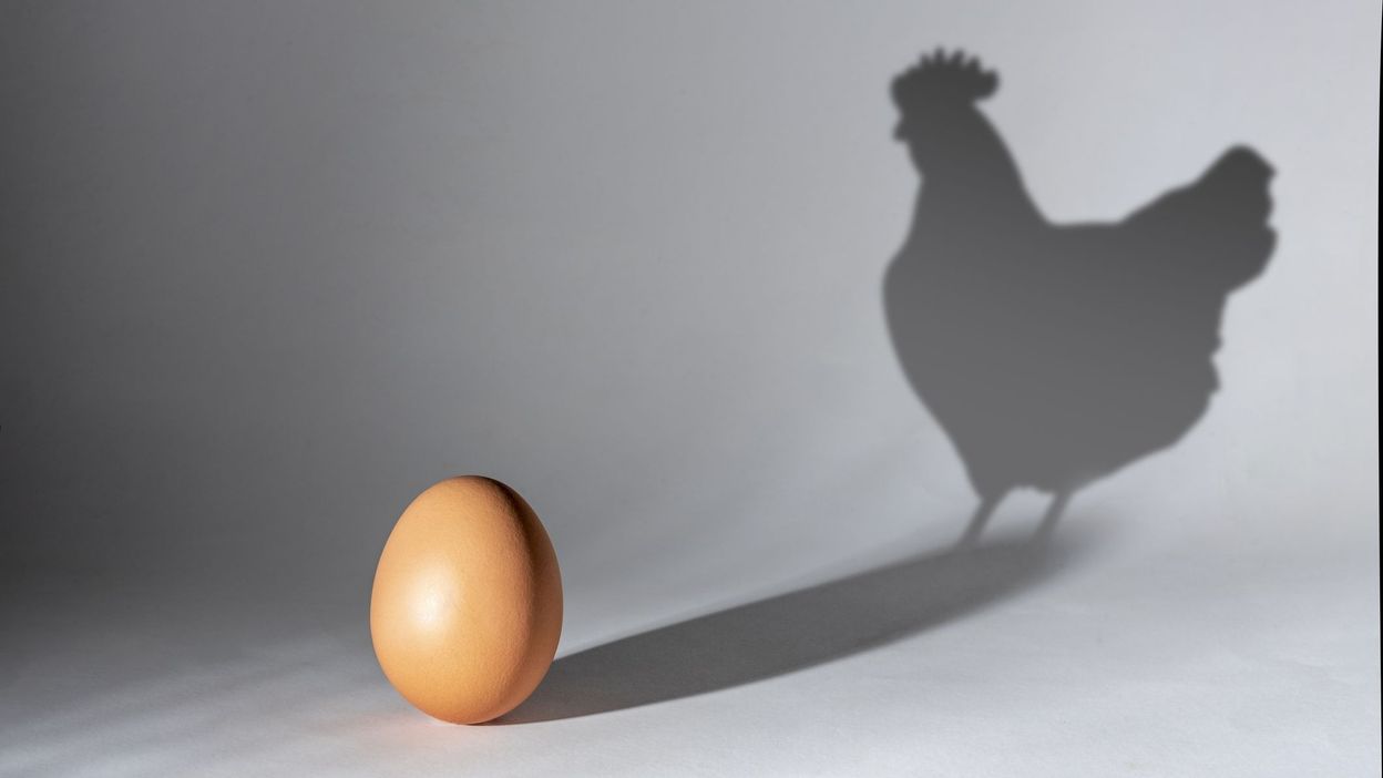 L’œuf ou la poule un dilemme pour l’esprit et la science RTBF Actus