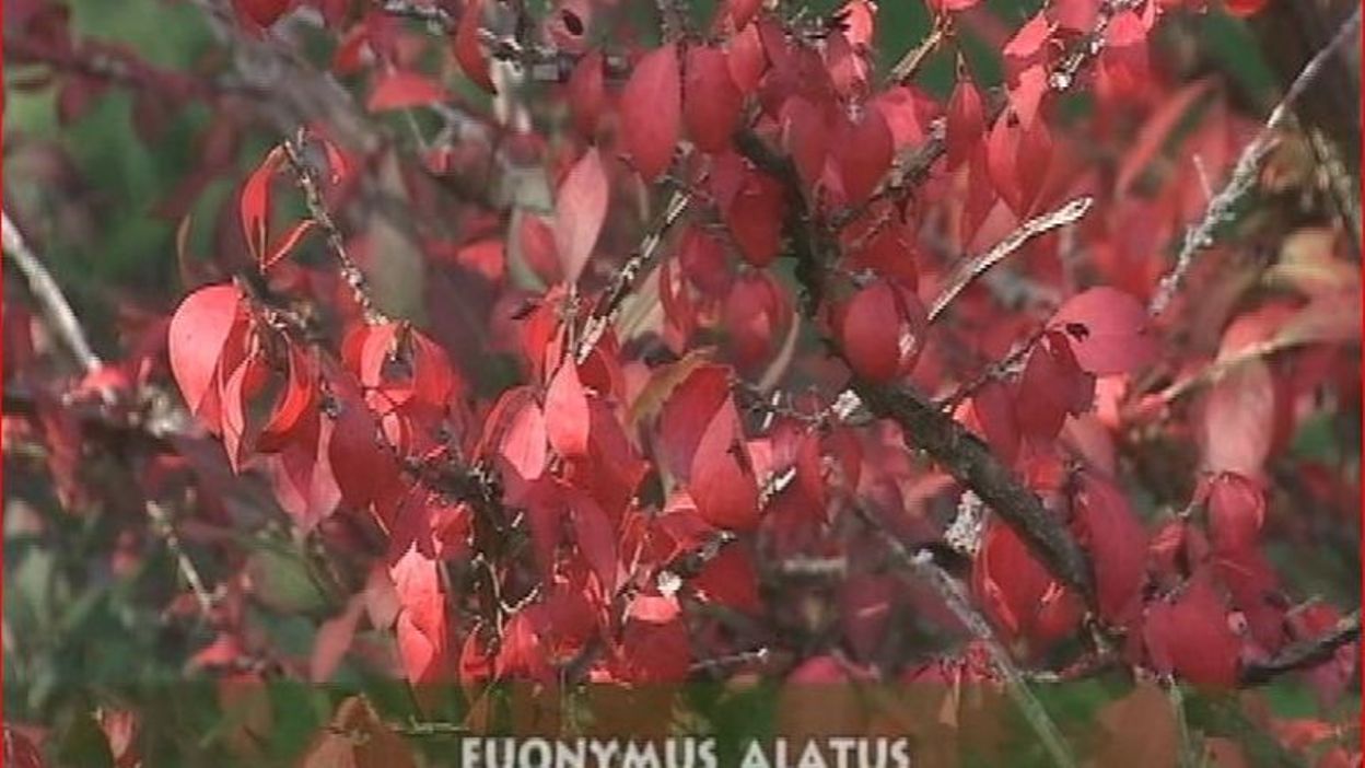 Un Jardin Botanique à Découvrir Le Jardin Jean Massart à Auderghem Rtbf Actus