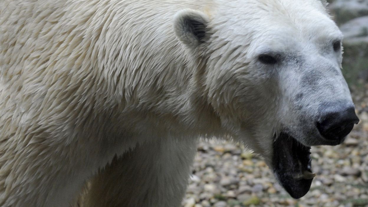 Réchauffement Climatique : Les Ours Polaires Menacés D'extinction D'ici ...