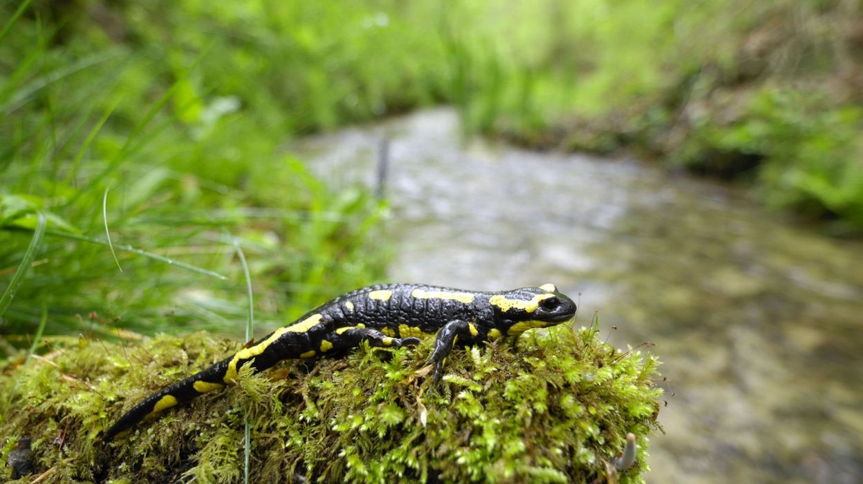 Le Bois de Lauzelle, patrimoine naturel de la ville d'Ottignies Louvain